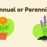 Annual or Perennial